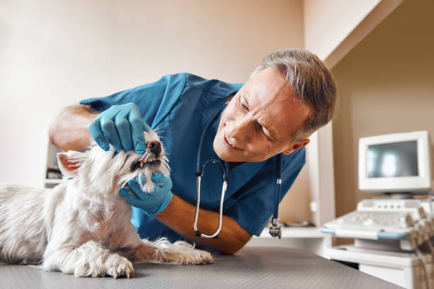 Best 24-Hour Emergency Dentist in Moline, IL